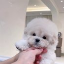 멈미스 이미지