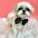 사개절 펫살롱 이미지