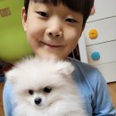 야옹아 멍멍해봐 이미지
