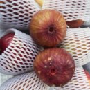 고향자녀농장 | 동네한바퀴 재래종 무화과 영암 농장 정보 및 주문