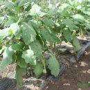 발전농장 이미지