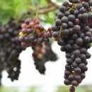 손해평가사 1차 - 재배학 및 원예작물학 이미지