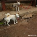 강쥐 Daum카페