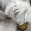 반려동물 수제간식 태식당 이미지