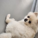 강아지유치원 caredogs 네이버블로그