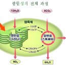 한국춘란(韓國春蘭)의 여름철의 초기 관리 02]/햇빛과 광합성1(월계난260) 이미지