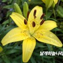 나리 - 안동시 번영길 27 | 나리