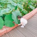 전남 아이와 가볼만한곳 :: 무안 회산백련지 백련카페