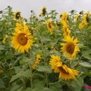 황포돗대 주변 이미지