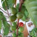 커피체리 이미지