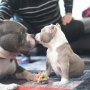 아메리칸 불리 하우스 이미지