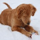 도그바이러스 이미지