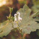 009-문산-009 Daum카페