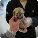 대구강아지분양 퍼피얌 이미지