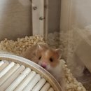 달빛 햄스터리 서울점 이미지