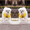 히든밸리켄넬 이미지