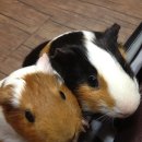 이순이농장 이미지