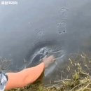 드림베스
