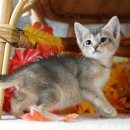 달루나캣츠 고양이전문 평택점 이미지