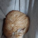 수현동물병원 이미지