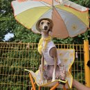 놀러오개 애견유치원 애견호텔 동대문점 이미지