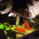 낭만고양이 이미지