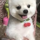 신대방동물메디컬 이미지