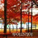 지도 왕벚나무길 이미지