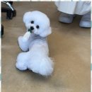 아리펫우리애견