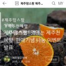 봉그레 | #제주맘스팜 #제주천혜향 당첨 천혜향 후기 #봉그레팜