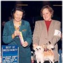 윈터펠 치와와 이미지