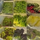 국사봉식당 | 국사봉 화정쌈밥 무한리필 쌈채소 성사먹자골목 맛집 한식 추천