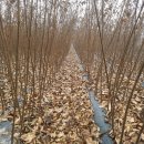 느티농원 이미지