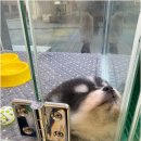 강아지분양 애견분양 퍼피플라워 중랑점 이미지