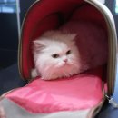 고양이 호텔 캣어스 트리마제점 이미지