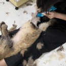 고양이 미용실 안냥 이미지