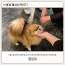 힐링독 | 동성로 애견카페 시간제한 없는힐링독 솔직후기, 대구 아이와 가기 좋은 곳