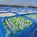 강릉 시민에 기부된 생수 106만 병, 야외서 햇볕·흙먼지에 방치, 이미지