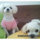 예삐