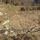 매실향기 이미지