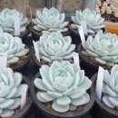 장암농장 이미지