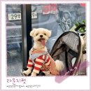 펫라운지(PET LOUNGE) 이미지