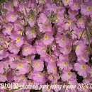 꽃지노을 이미지