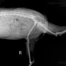 미사서울동물병원 이미지