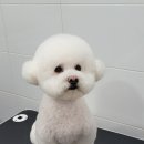 멍멍아 또 와 이미지