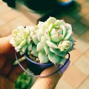 페트리아주 | [보라다육] 보라다육, 다육식물농장, 이천다육, 이천다육식물, 화분 갈이, 선인장, 이천롯데프리미엄...