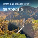 벌곡로 | 대전 장태산 자연휴양림 가을 단풍·출렁다리·스카이웨이 산책 후기·주차·관광정보