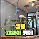 베리독강아지고양이평택 | 평택이색데이트 추천 삼층고양이카페 힐링 평택고양이카페