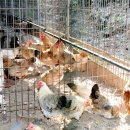 현인농원 이미지