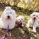 멍컷 | 김포 애견 유치원 멍더쿠 : 운양동 생태공원 산책으로 힐링 하루🌼